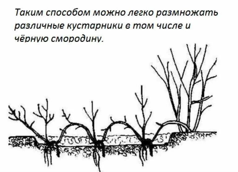 Размножение плетистой розы отводками. Размножение почвопокровных роз. Черенкование плетистой розы осенью.