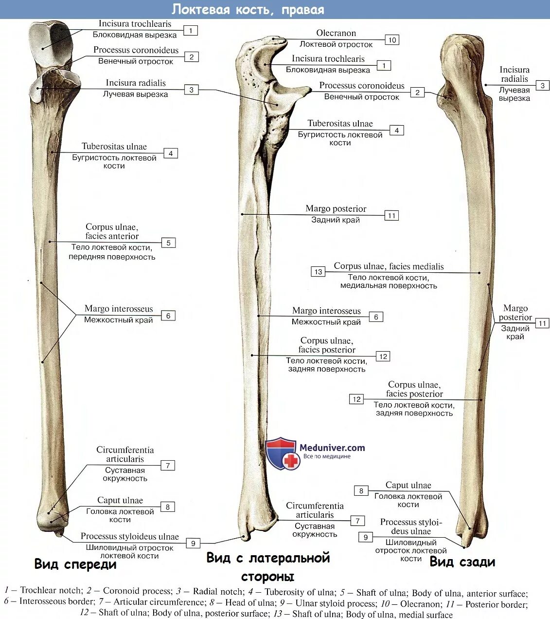 Плечевая кость латынь. Локтевая кость строение на латыни. Строение локтевой кости на латыни. Лучевая кость анатомия строение. Кости предплечья локтевая кость.