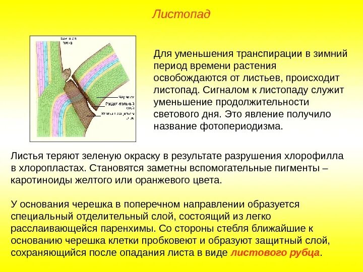 Значение листопада. Механизм опадения листьев. процесс листопада у растений. листопад процесс как происходит. процесс листопада этапы.