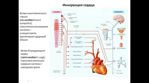 Сердце парасимпатическая система