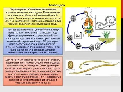 Заражение человека круглыми червями