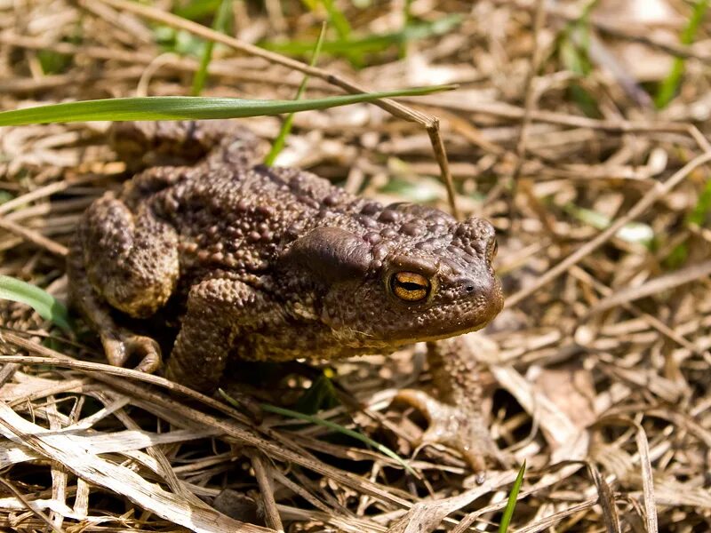 серая жаба. головастик чесночницы. серая жаба bufo bufo.