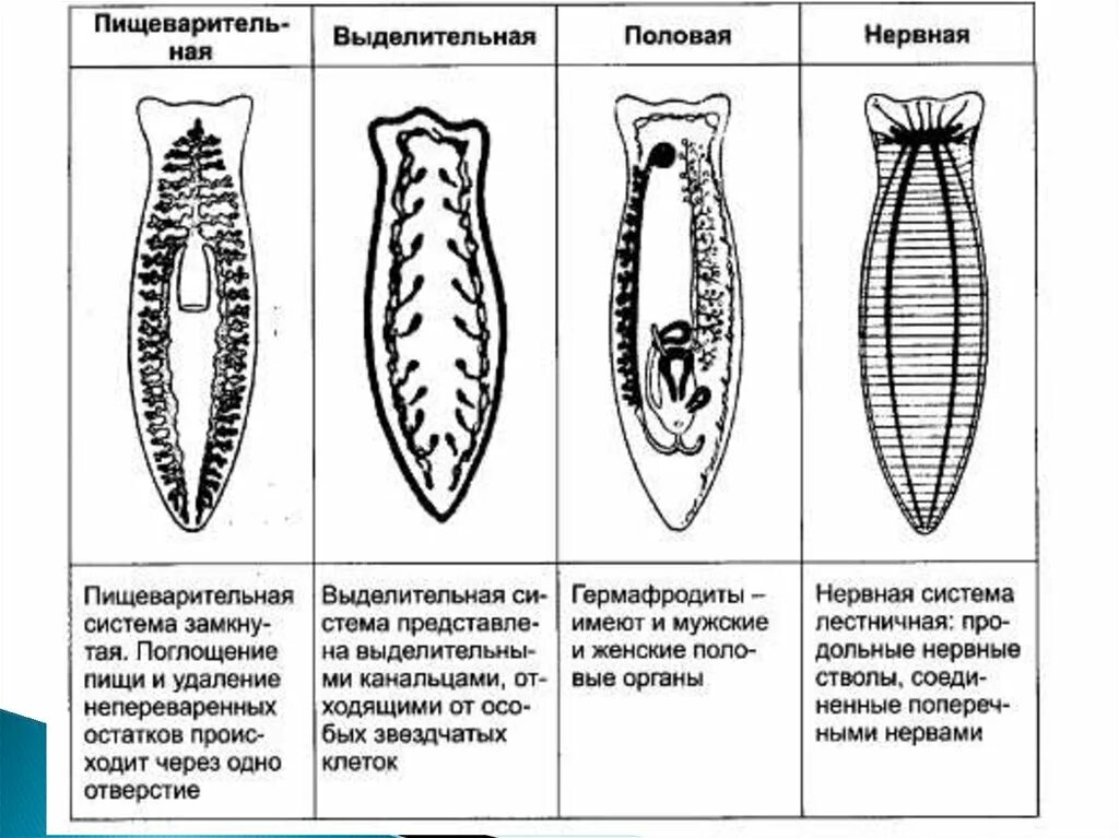 Какая часть белой планарии выполняет двигательную функцию. Схема пищеварительной системы планарии. Строение систем органов планарии. Класс Ресничные черви белая планария система органов. Ресничные черви пищеварительная система.