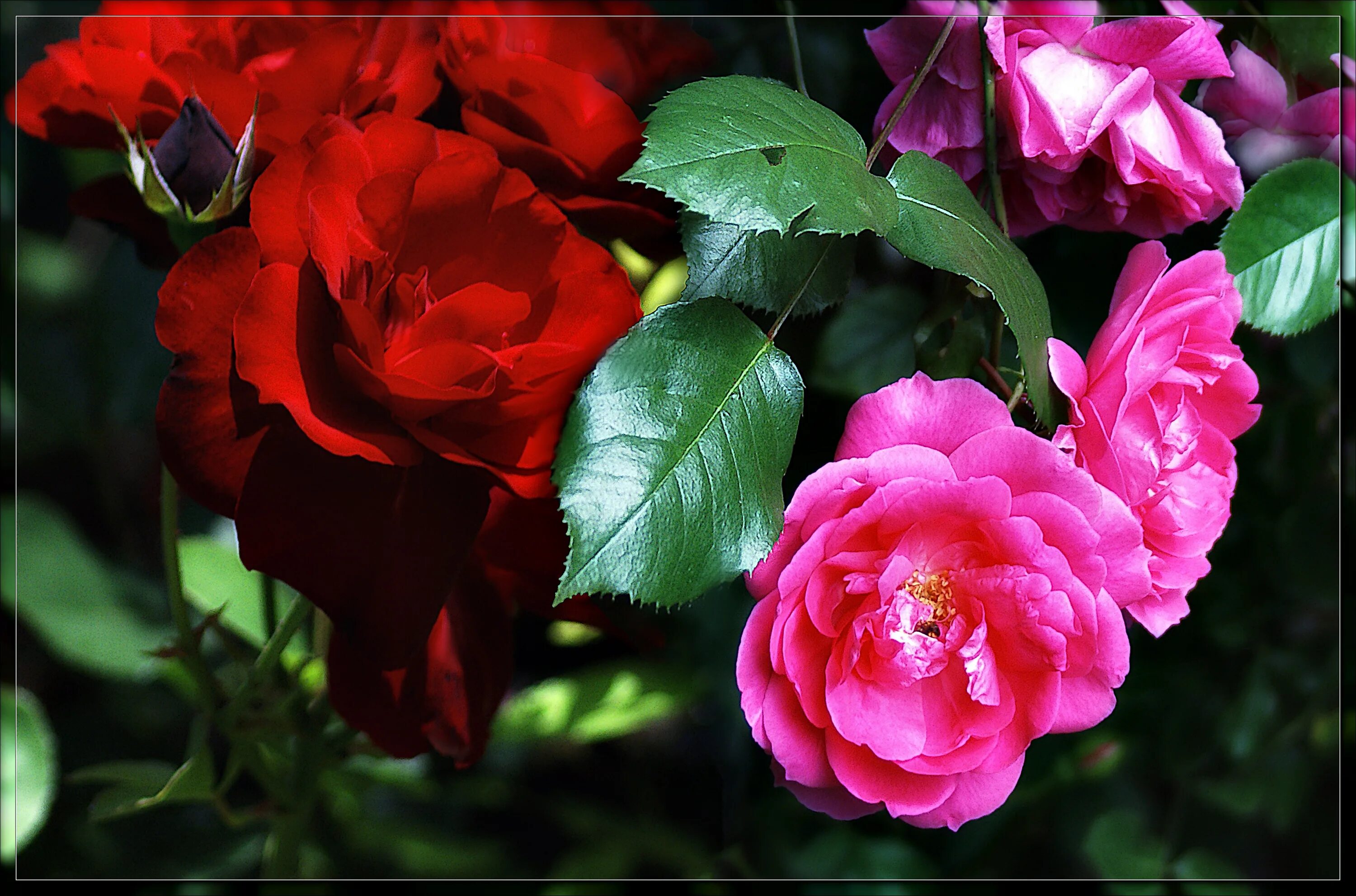 Какие розы цветут всю лета. Роуз Гарден плетистая. Ремонтантные розы.