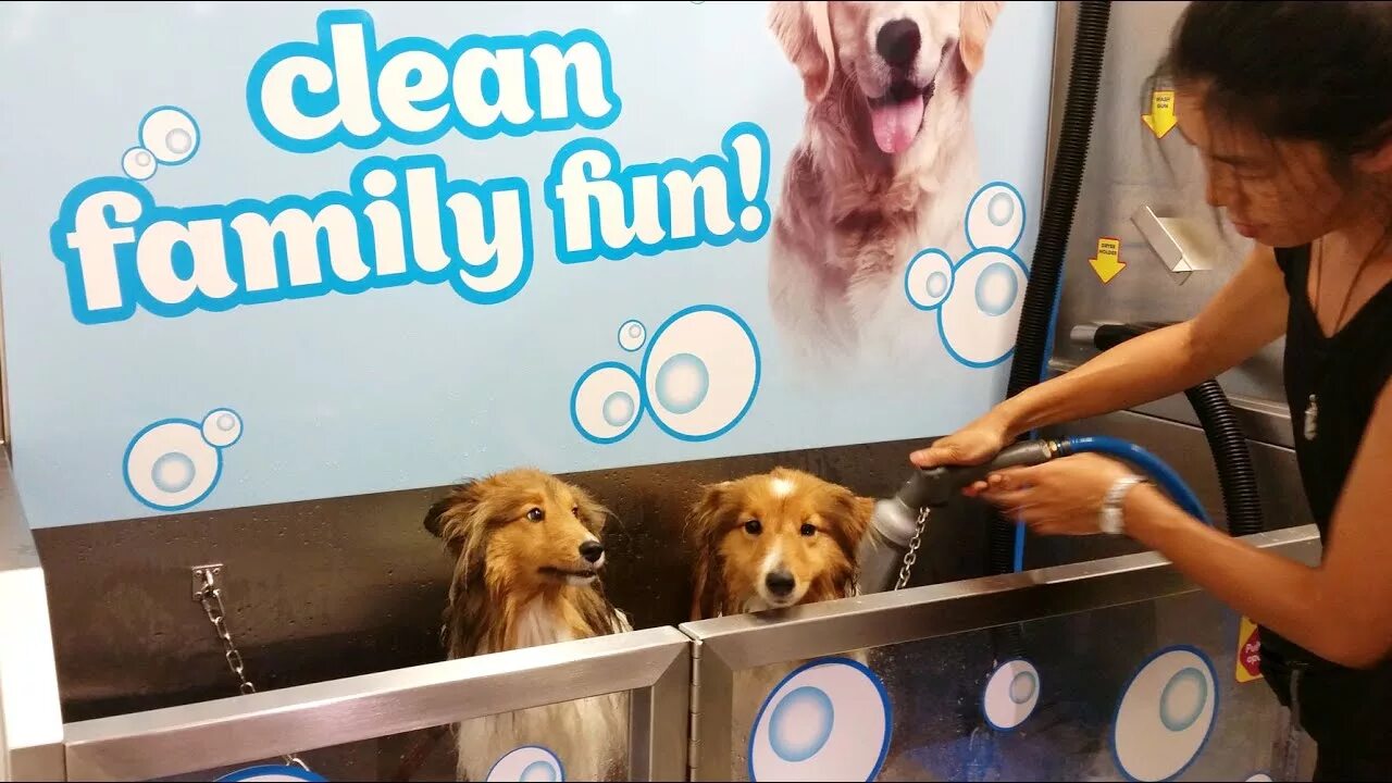 Jack wash the dog. Self service Dog Wash Dog Wash, Dog Hotel, Dog washing Station. Dog Wash Tablet. Dog Wash Coin operated. Dog Wash self service Station Price.