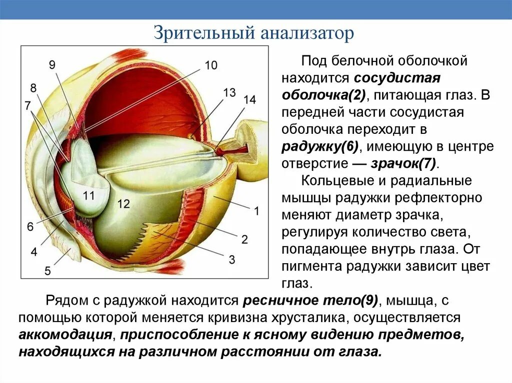 Глазной анализатор белочная оболочка. Глазной анализатор передняя часть белочной оболочки. Оболочки глазного яблока белочная сосудистая. В передней части глаза сосудистая оболочка переходит в. Цвет сосудистой оболочки глаза