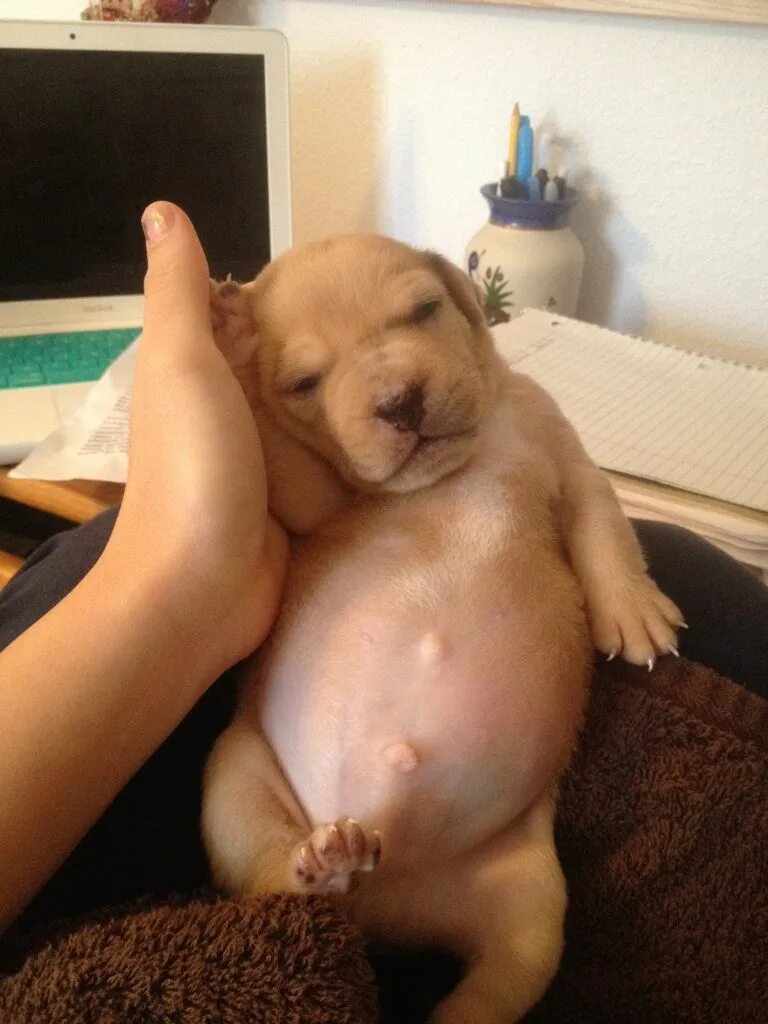 Толстая маленькая собака