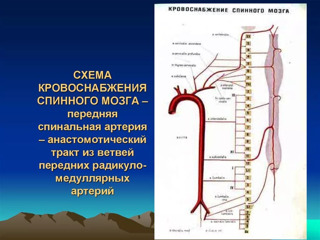 Поступление крови в мозг. Кровоснабжение шейного отдела спинного мозга. Кровообращение спинного мозга схема. Схема кровоснабжения головного и спинного мозга. Кровеносные сосуды спинного мозга.