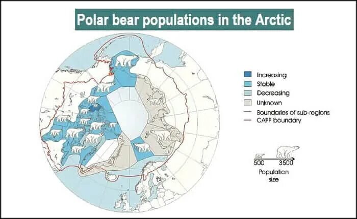 Ареал обитания белых медведей в России. Ареал обитания белого медведя Арктика. Реал обитание белого медведя. Ариал обитания белых медвелий. Как можно объяснить ареал обитания белого медведя