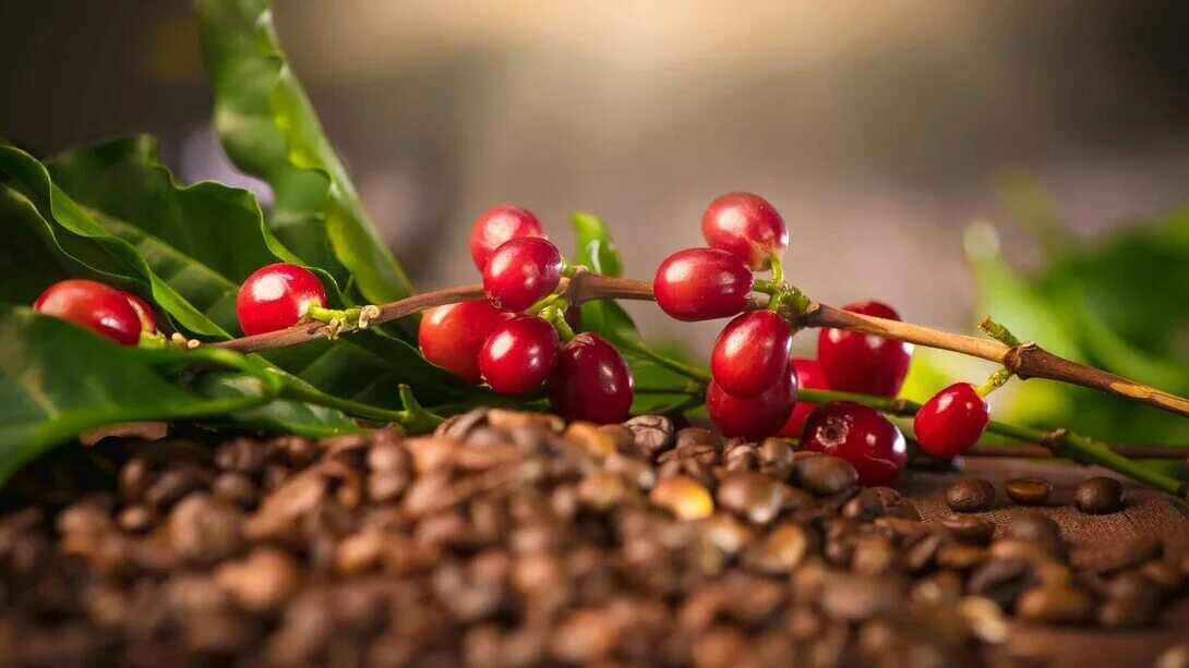 20 Coffee Seeds From Hilo Hawaii Coffea Arabica Home Grown - Etsy Coffee plant, 