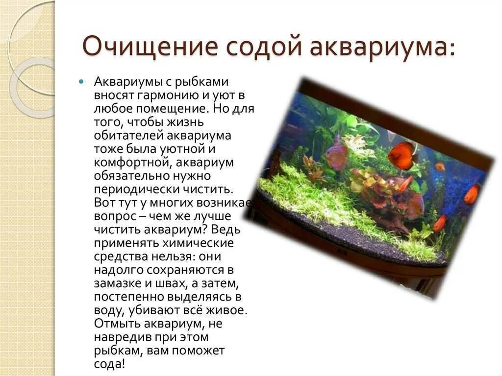 Содержание рыб в аквариуме. Интересные факты об аквариумных рыбках для детей. очищается рыбы для аквариума. сочинение про аквариум. предложение об аквариумных рыбках.