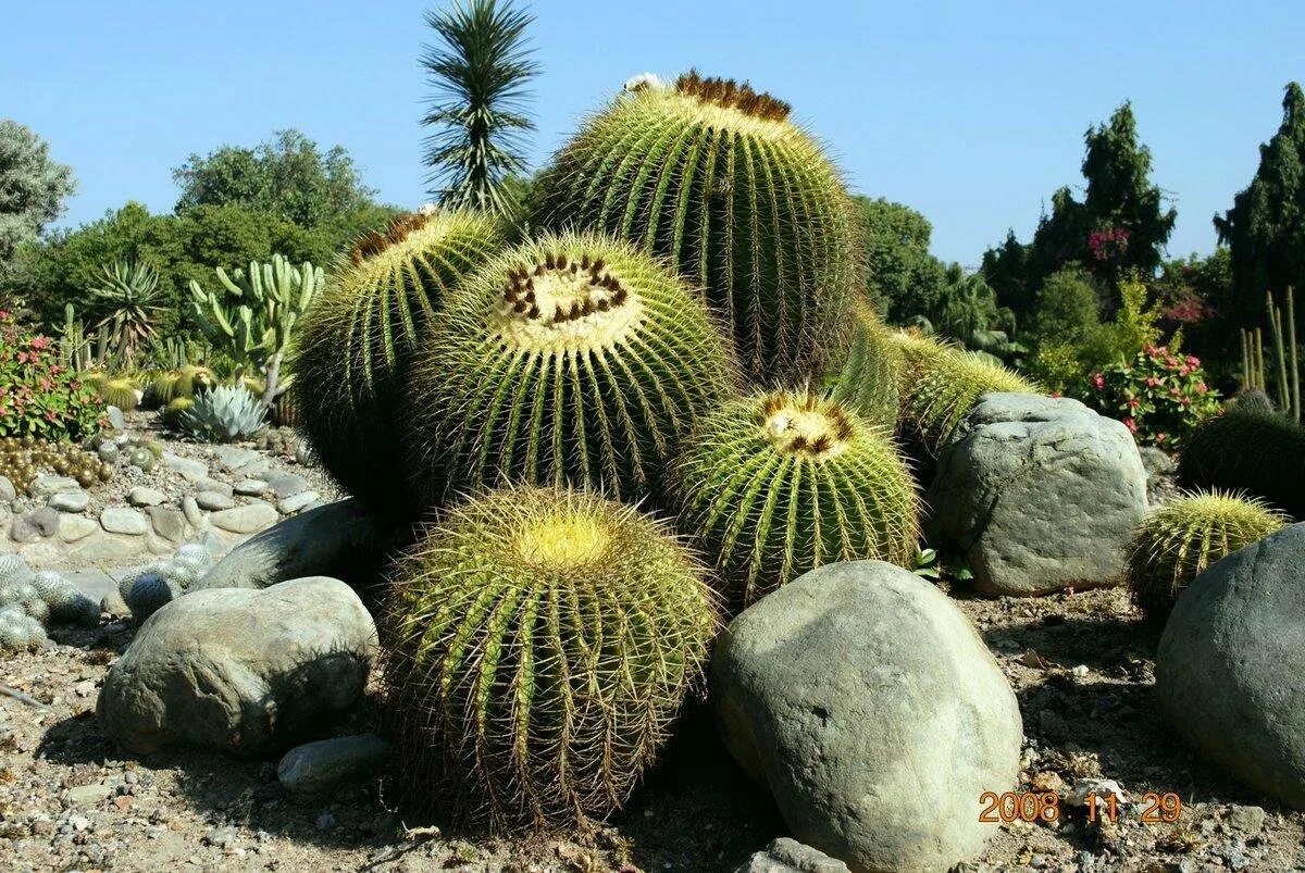 Mexican cactus. Кактусовые сады Бразилии. Кактусовые Cactaceae. Опунция в Мексике. Мексика Дикие Суккуленты.