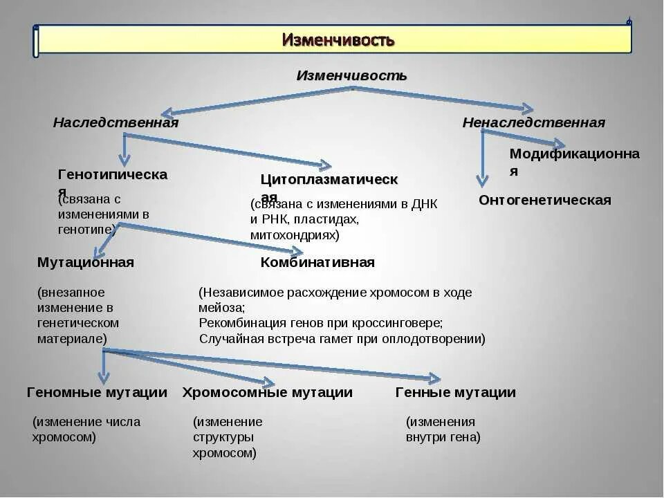Случайная изменчивость среднее значение вариант 2. Биология 9 класс таблицы наследственная изменчивость. схема по биологии 10 класс наследственная изменчивость. виды ненаследственной изменчивости таблица. схема изменчивость наследственная и ненаследственная.