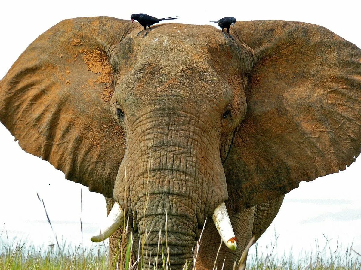 Loxodonta africana саванновый Африканский слон. Уши слона. Слоновая голова. Голова слона. Уши слоника