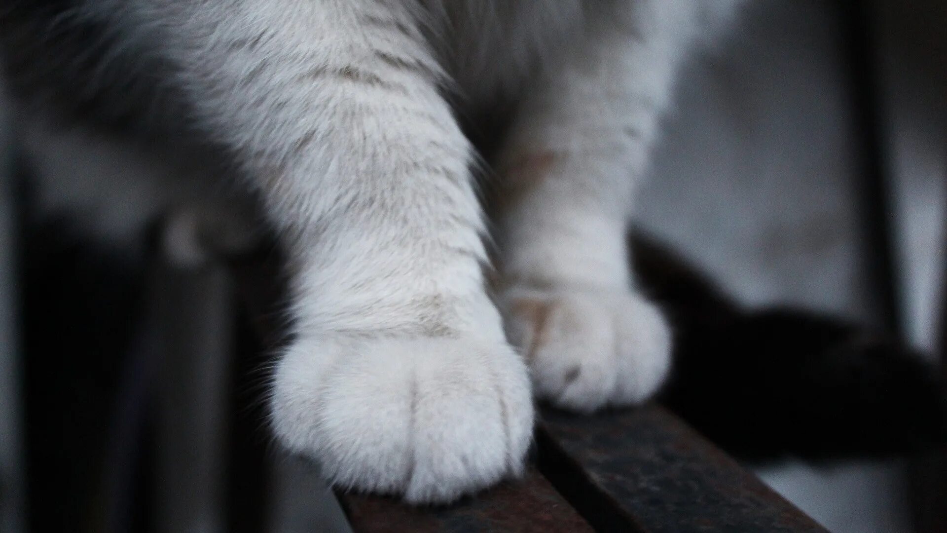 Лапки видео. Лапка кота. кошачья лапа. ножки котика. белые лапки.