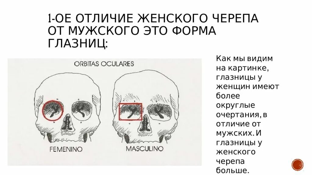 Отличие мужского черепа от женского. Различия черепа мужчины и женщины. Отличия в строении мужского и женского черепа. Череп женщины и мужчины разница.