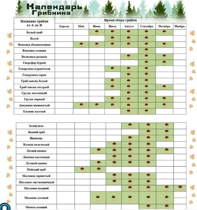 Таблица сбора грибов по месяцам. Сроки сбора белых грибов. Календарь грибника средней полосы России. График сбора грибов по месяцам.