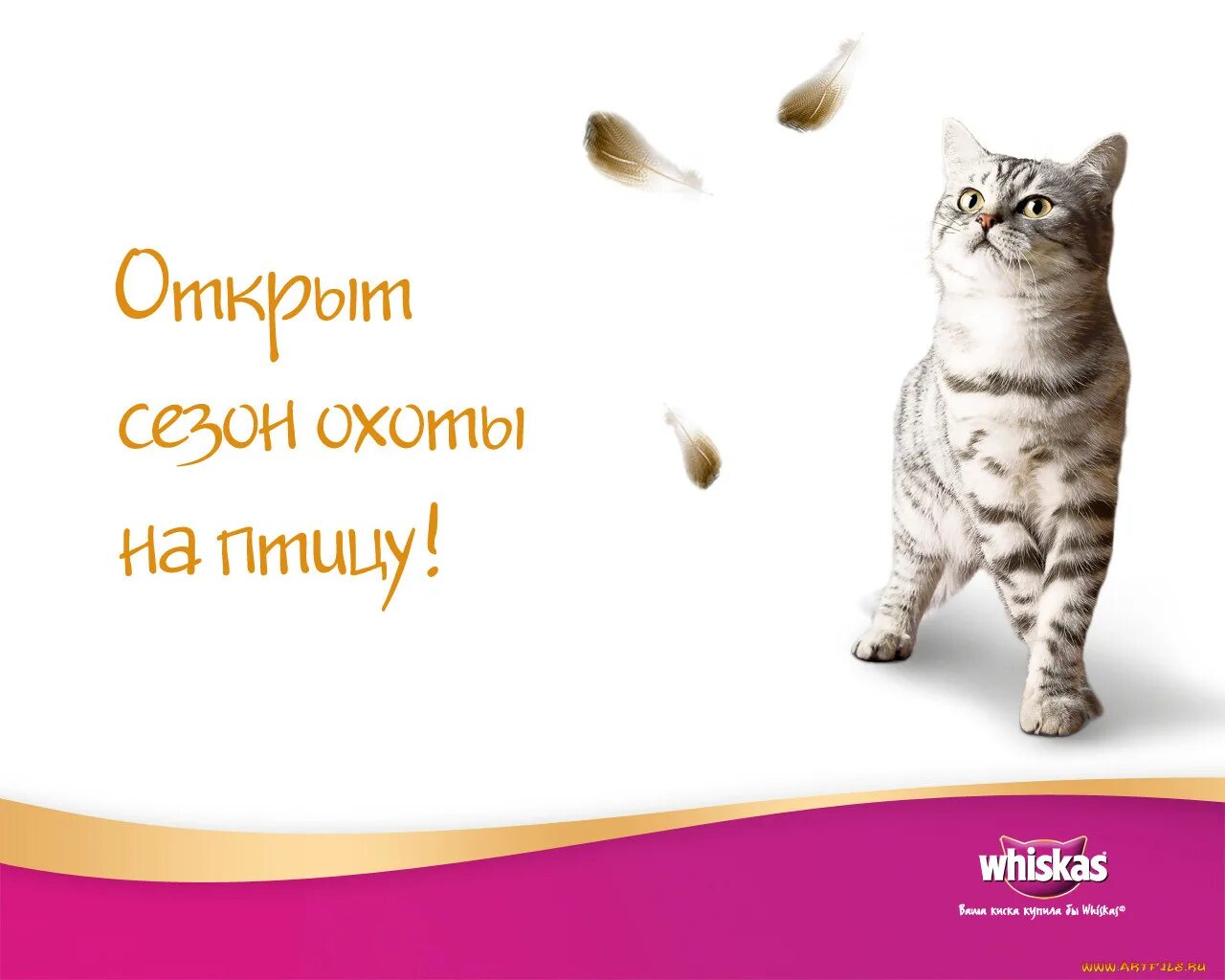 Ваша купила бы вискас. Whiskas для котят реклама. реклама корма для кошек. реклама корма для кошек вискас. реклама с кошками.