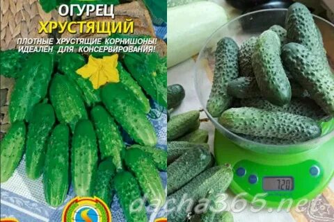 Хорошие семена огурцов для засолки