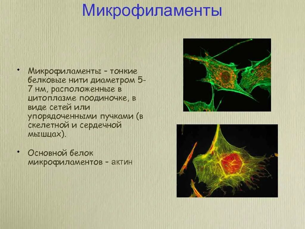 Цитоплазма и цитоскелет. Цитоплазма и цитоскелет