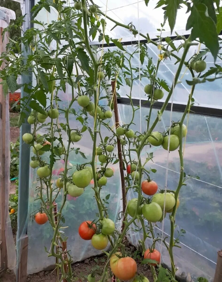 Пинк Парадайз томат в теплице. Обрывать листья на помидорах в теплице. Теплица с помидорами. Парник для помидоров.