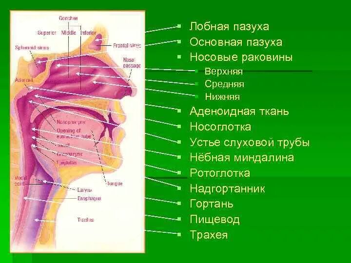 Значение носоглотки человека. Строение носовых носовые пазухи. Строение носа и пазух человека схема. Строение носа и носовой полости. Основная пазуха.