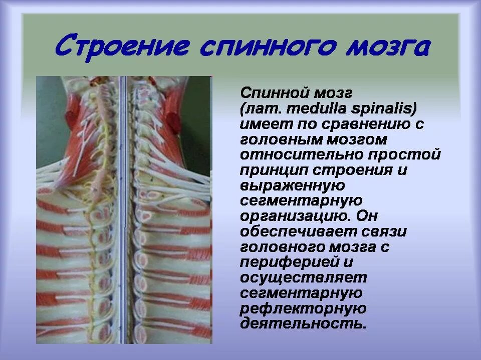 Строение6 спинного мозга. Строение спинного мозга. Спинной мозг анатомия. Анатомия спинномозговых нервов. Является продолжением спинного мозга состоит