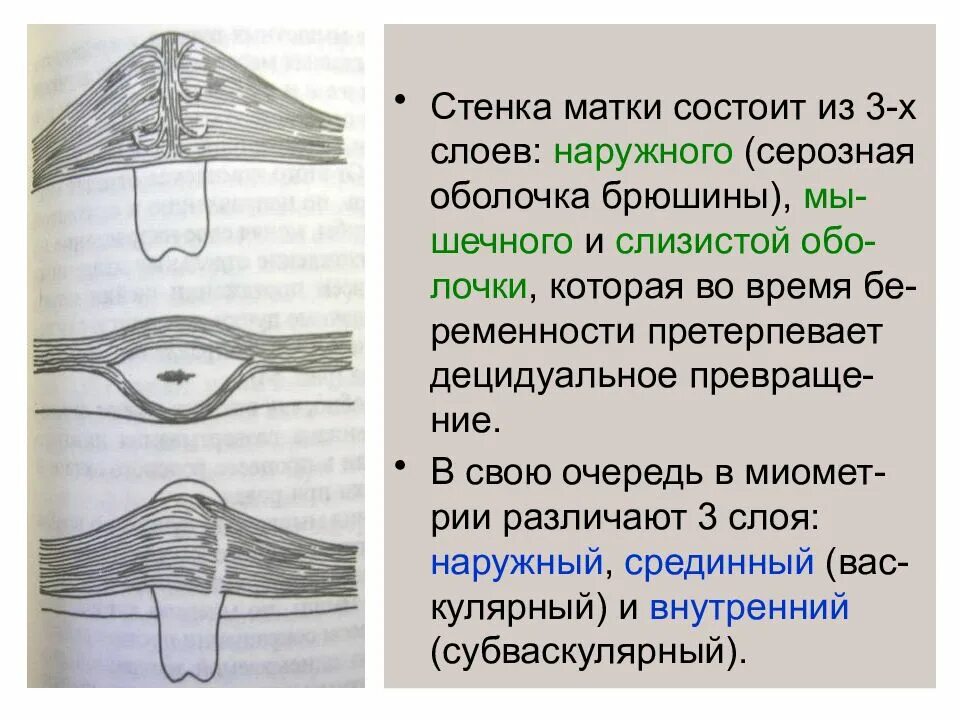 Слизистая стенок матки. Стенка матки состоит из слоев. Наружная серозная оболочка матки.