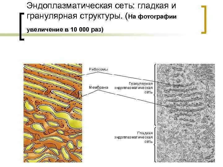 Плазматическая сеть строение и функции. Плазматическая сеть строение и функции