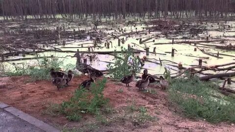 Болото 7