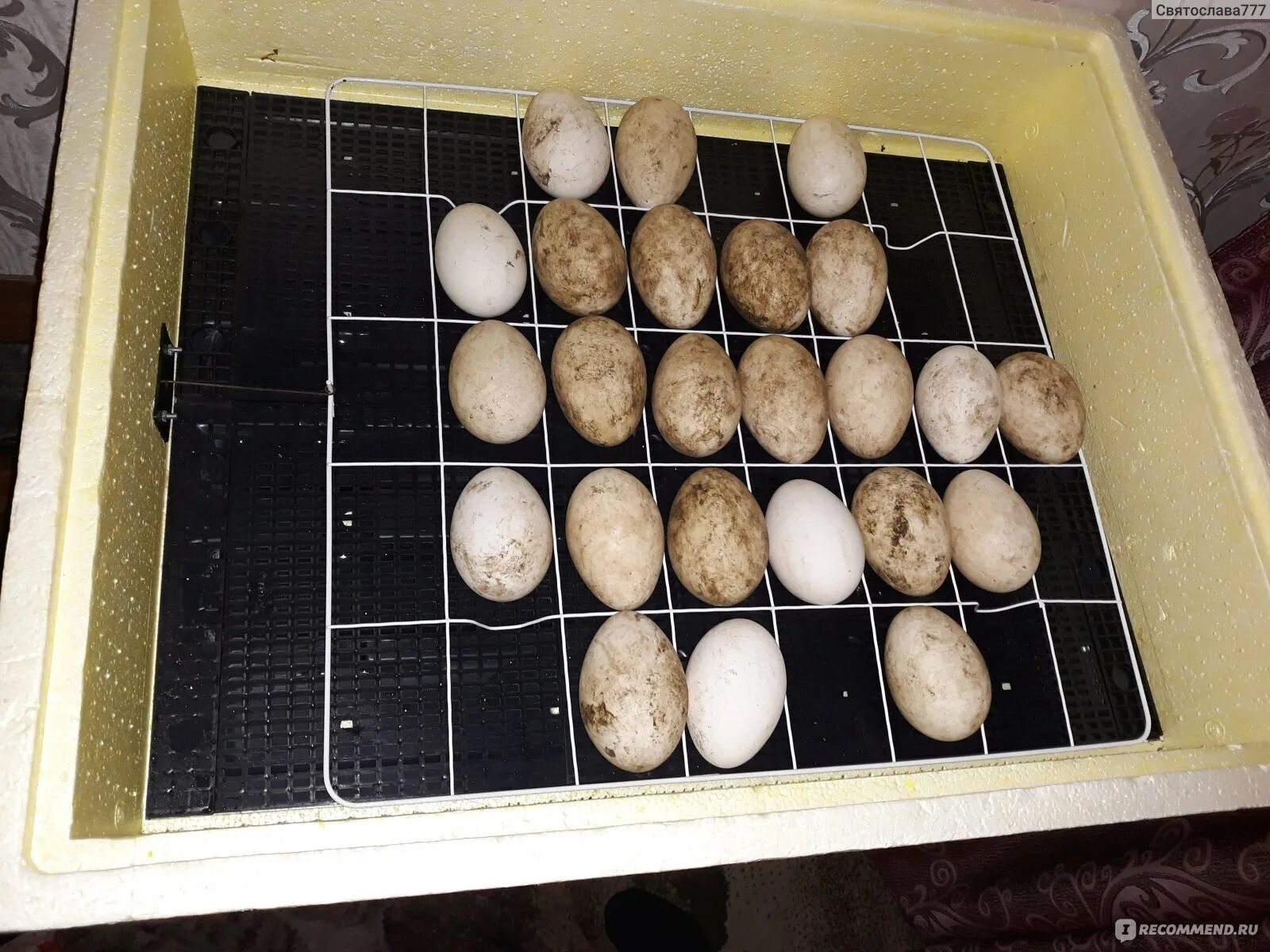 Инкубатор Несушка Утиные яйца. Инкубационное решетка для перепелов на инкубатор Золушка 98 яиц. Инкубатор Золушка на 30 яиц. Утиные яйца в инкубаторе. Условия инкубации утиных яиц