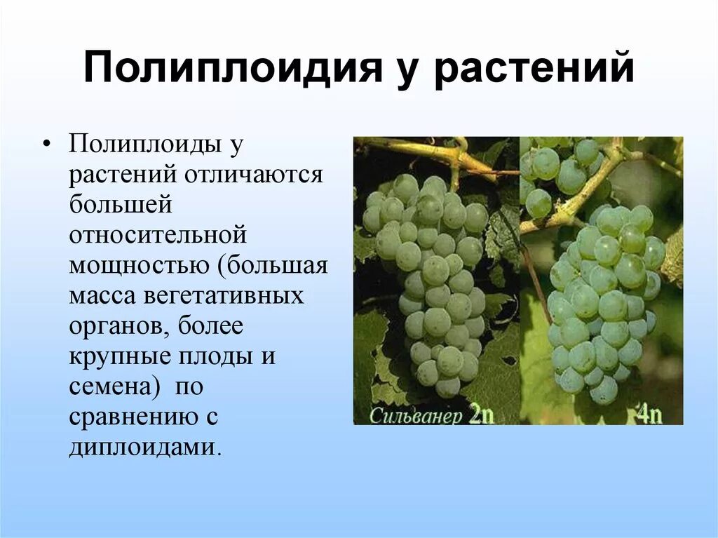 Полиплоидизация животных. Полипиплоидия растений. полиплоидия в селекции растений. селекция растений и животных полиплоидия. полиплоиды винограда.