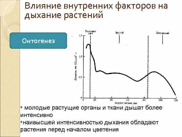 Зависимость дыхания растений от температуры. Зависимость интенсивности дыхания у растений таблица 6 класс. Влияние факторов на дыхание растений. Влияние внешних факторов на интенсивность дыхания. Как изменится интенсивность дыхания и интенсивность фотосинтеза