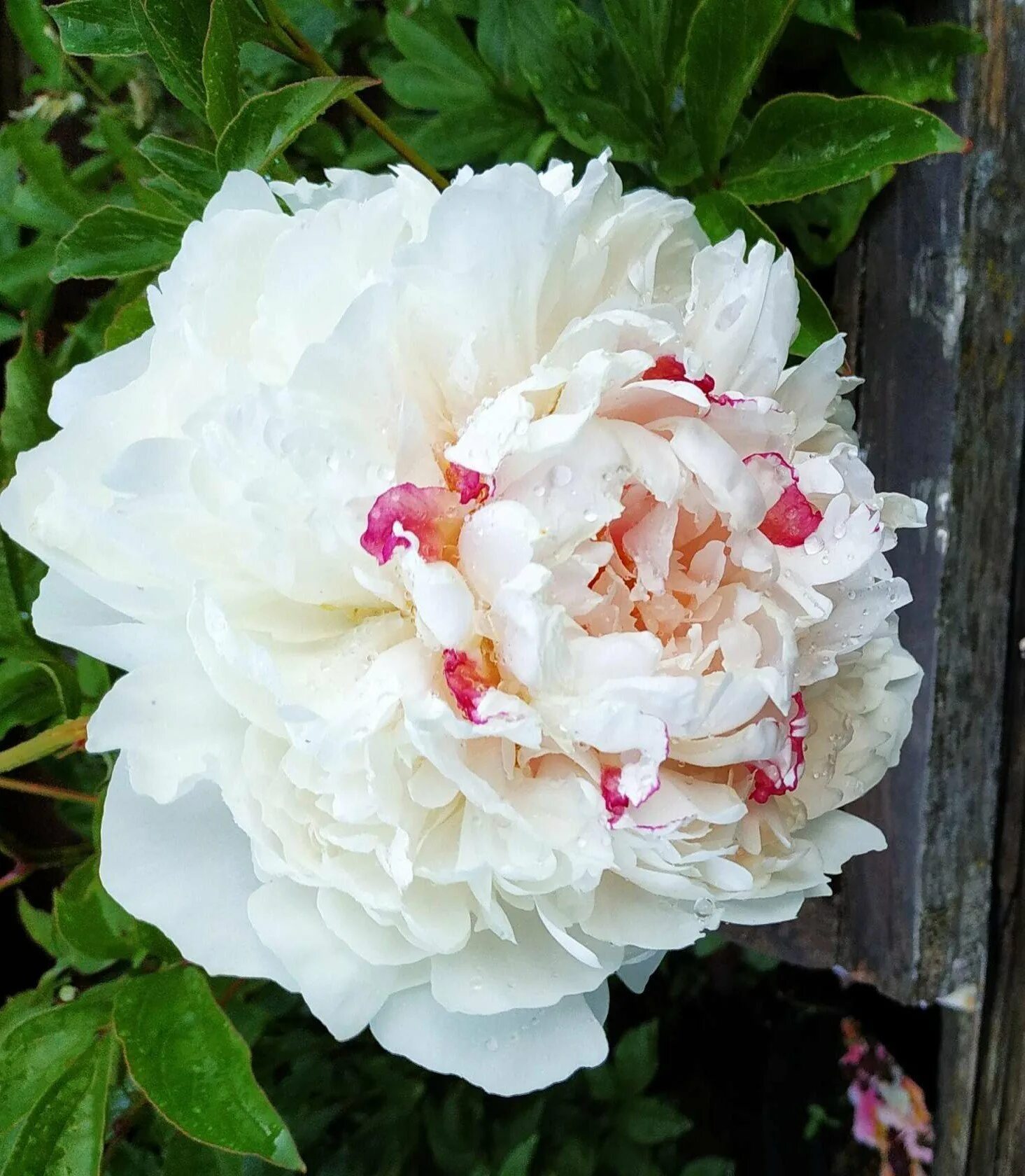 Пионы е. Пион White Sarah Bernhardt.