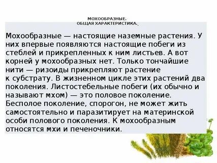 Значение моховидного отдела