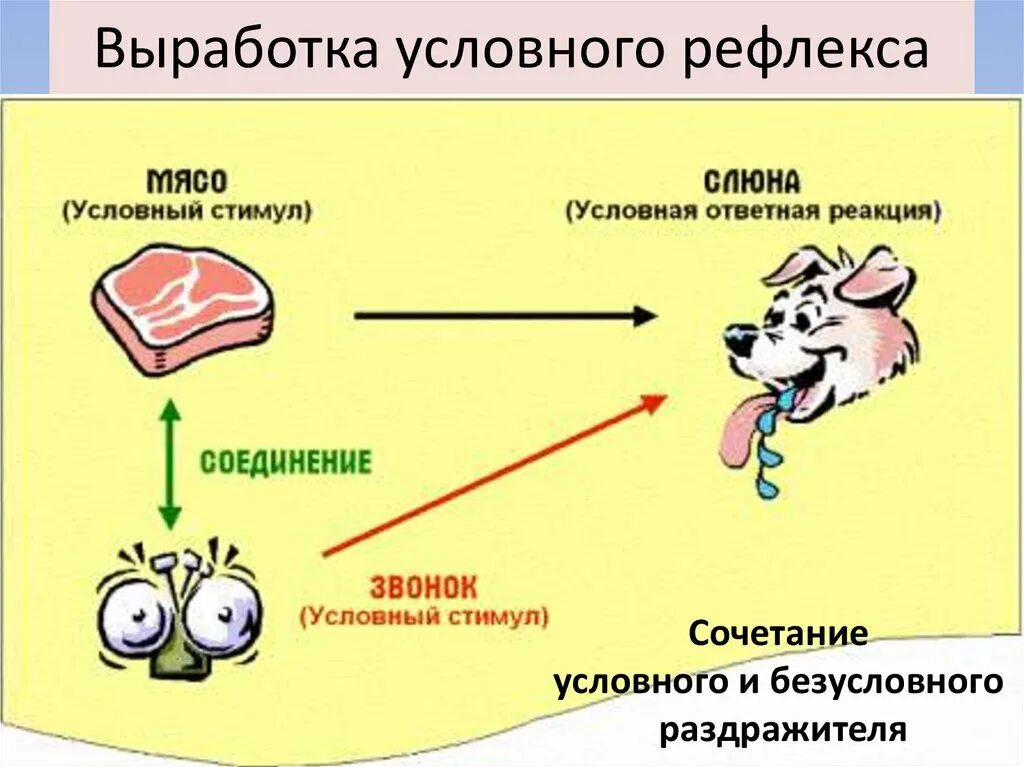 Центры условных рефлексов расположены в