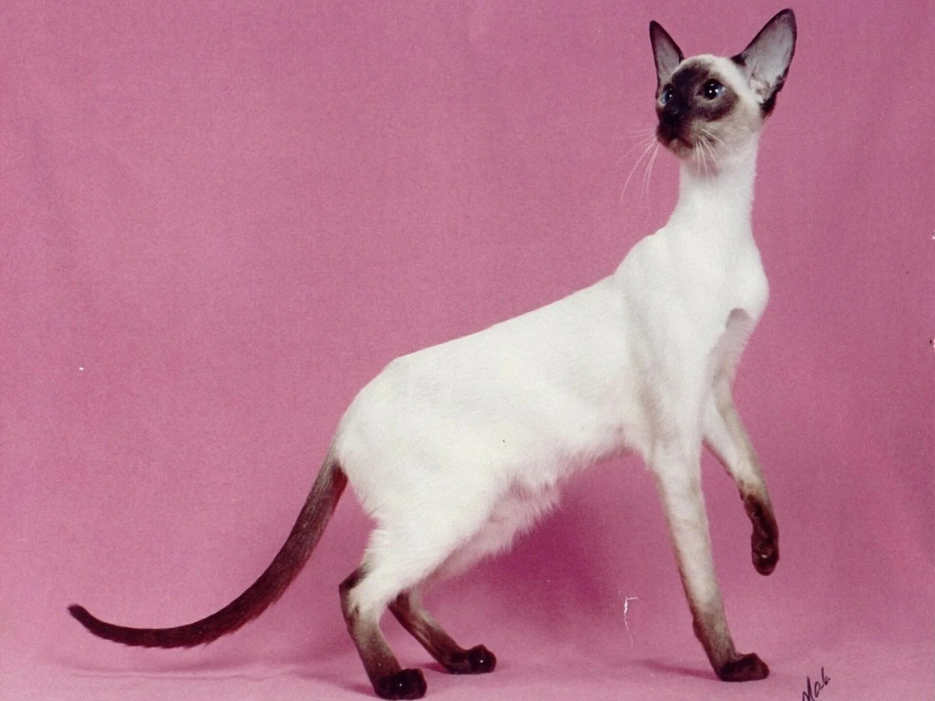 Сиамо-ориентальные кошки породы. Сиамский ориентальный кот. Королевская Сиамская кошка. Ориентальная Балинезийская Сиамская. Сиамская кошка длинная