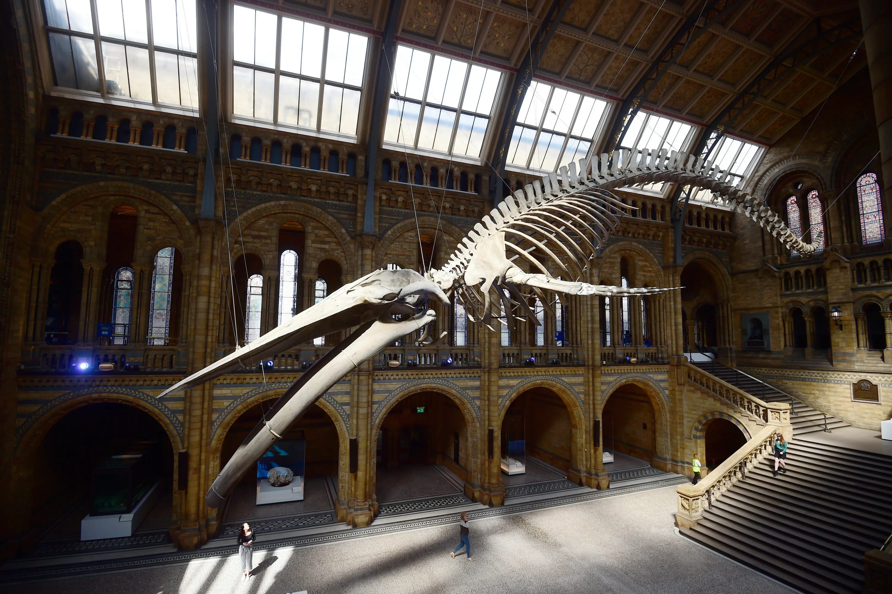 Какие музеи есть в лондоне. Музей естествознания (natural History Museum). Музей Лондона Museum of London. Музей естественной истории natural History Museum это. Музей естествознания в Лондоне в Лондоне.