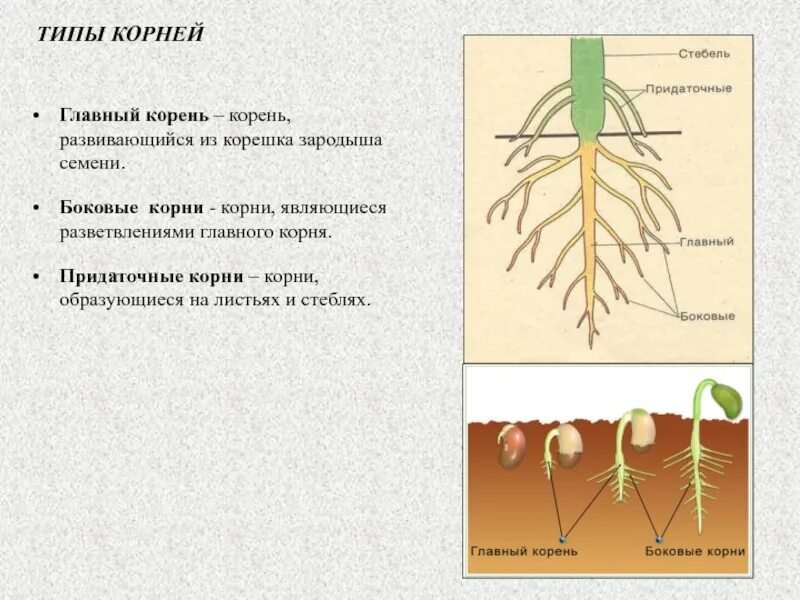 Главный корень зародыша развивается