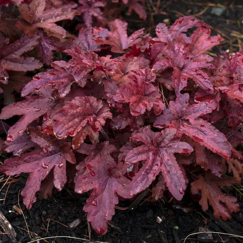 Лучшие многолетники для посадки с сиренями Heuchera, Plants, Easy perennials