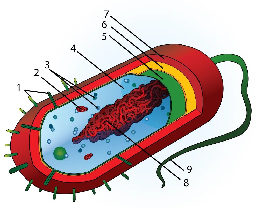 Строение прокариотической бактериальной клетки. Схема строения бактериальной клетки микробиология. Строение прокариотических клеток бактерии. Прокариотическая клетка bacteria.
