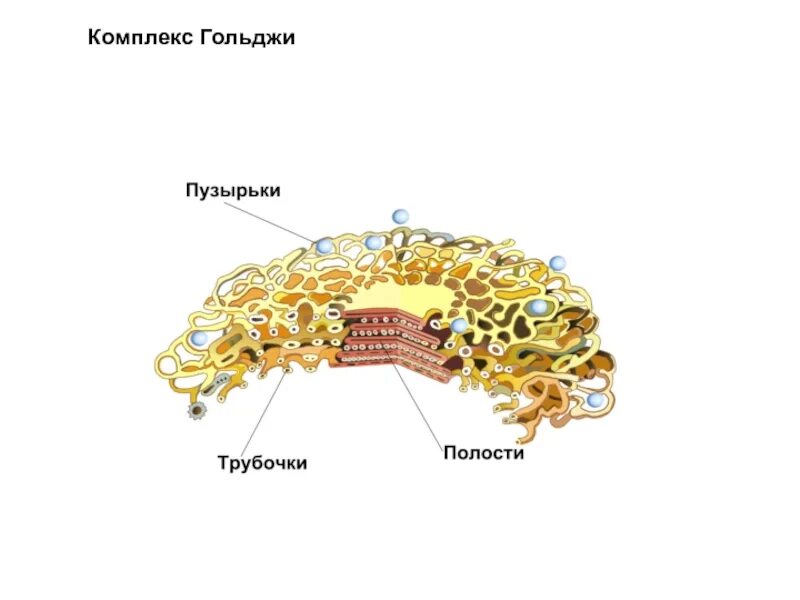 Комплекс гольджи гистология. Комплекс гольджи. пластинчатый комплекс гольджи. комплекс гольджи строение. строение пластинчатый комплекс (комплекс гольджи).