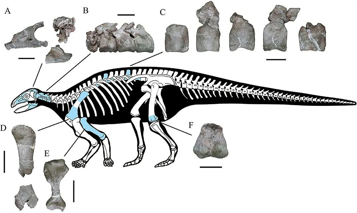Птицетазовые. Yuxisaurus kopchicki. Панцирные динозавры. Тиреофоры динозавры. Птицетазовые динозавры.