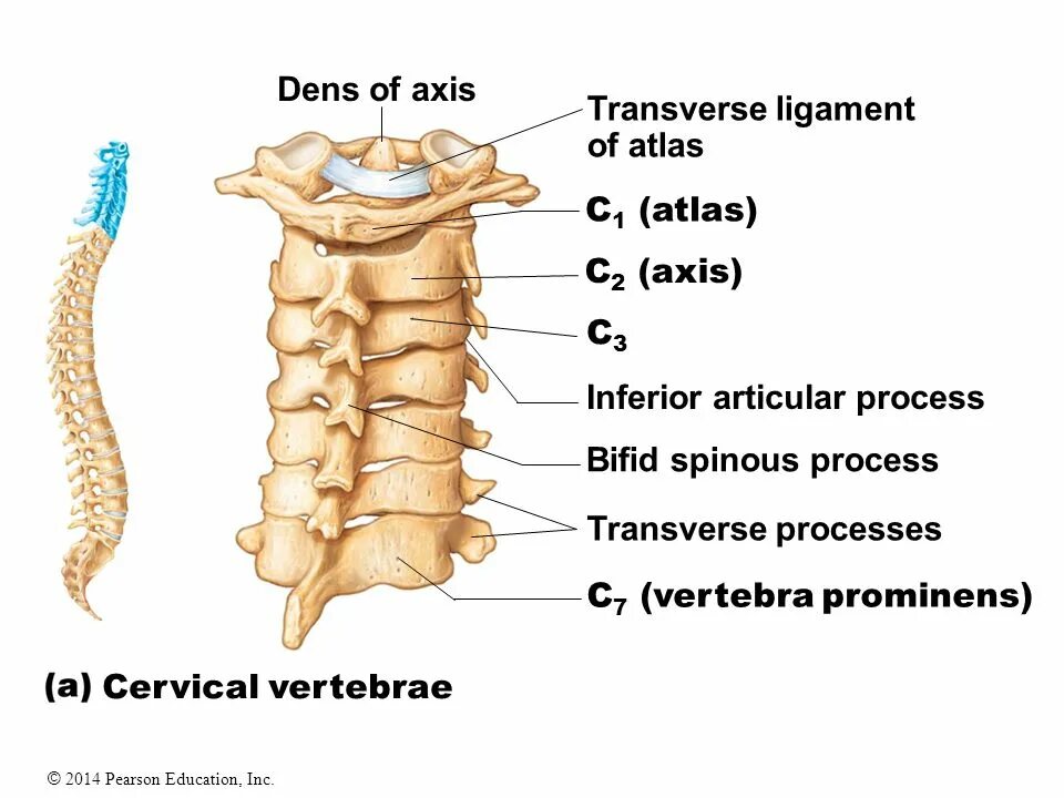 Dens axis