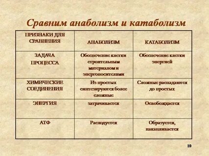 Что такое анаболизм и катаболизм