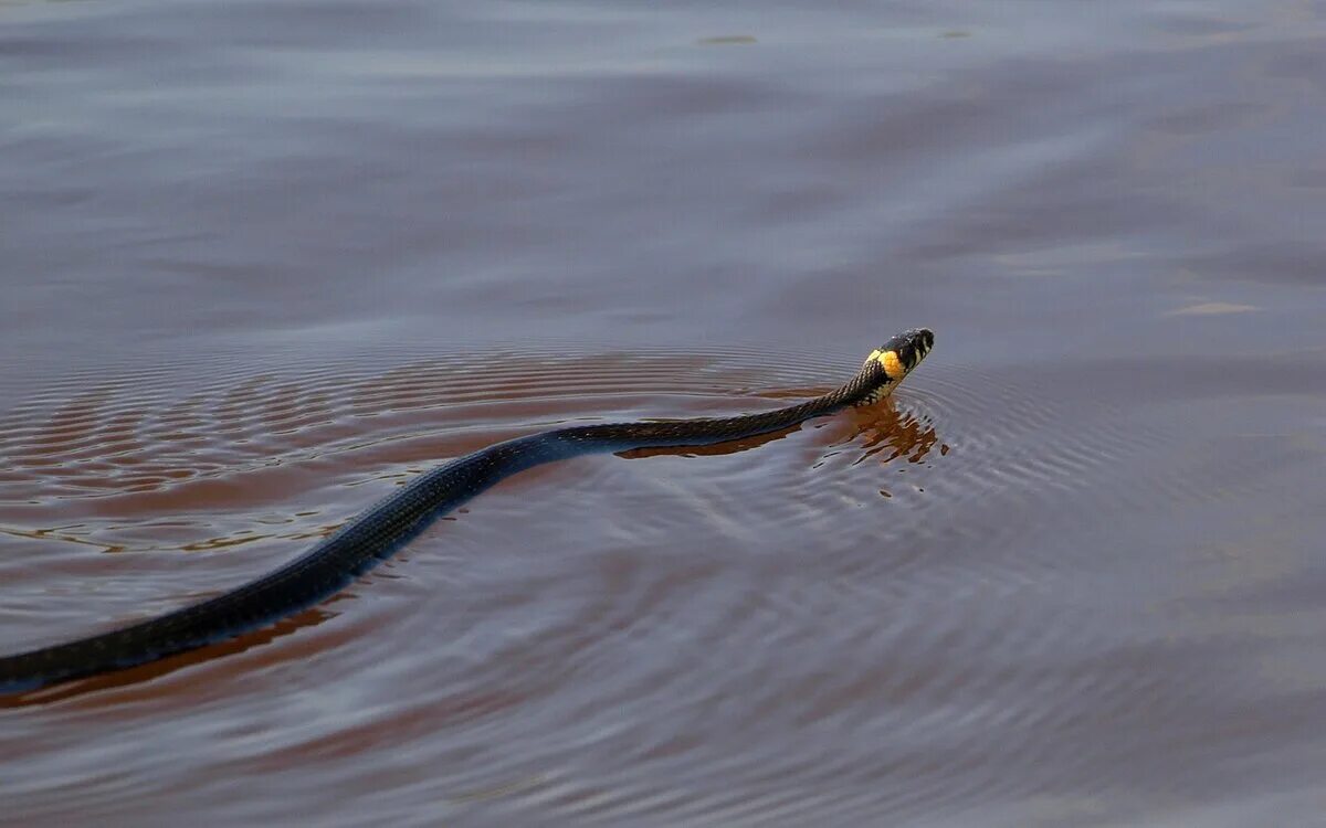 Змейка на солнце. Уж обыкновенный плавает. Бычколов змея Азовское море. Гадюка водоплавающая. Водяной уж бычколов.