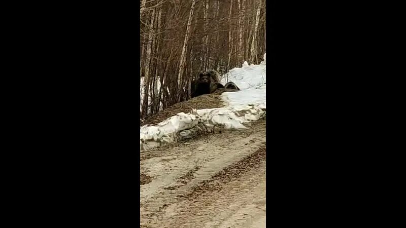 Вахтовики взорвали медведя. Трасса нефтеюганск сургут авария 17. В якутии взорвали медведя. Сабетта белые медведи в сабетте. Вахтовики взорвали медведя.