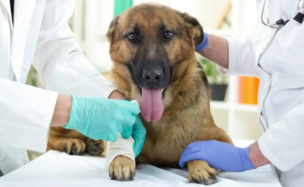 усыпят ли здоровую собаку