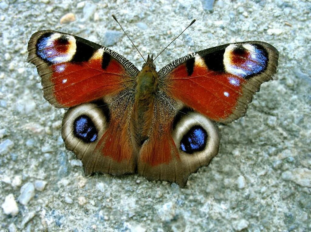 Как называется где бабочки. Павлиний глаз (бабочка). Дневной павлиний глаз бабочка. Бабочка павлиний глаз дневной павлиний глаз. Бабочка дневная повлиний глаз.