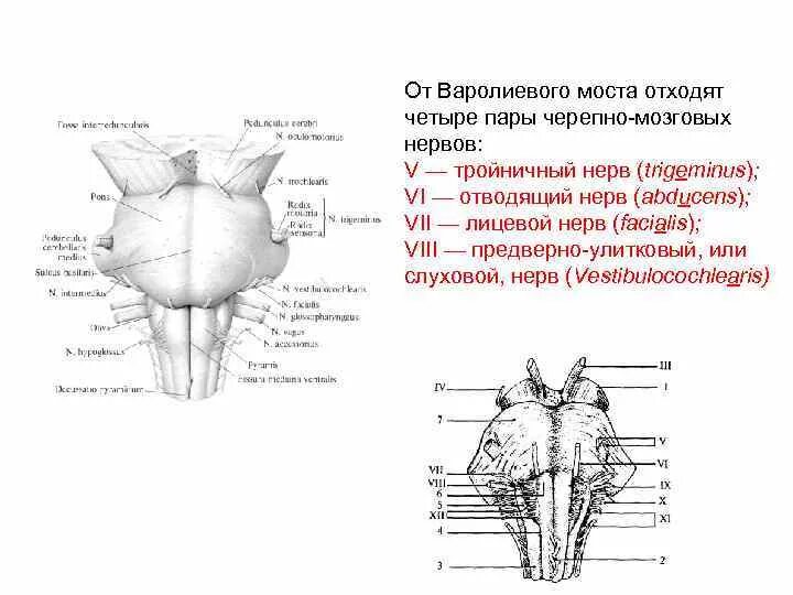 Нервные продолговатого мозга. Варолиев мост пары черепных нервов. Варолиев мост Черепные нервы. От варолиевого моста отходят четыре пары черепно-мозговых нервов. Ядра черепно мозговых нервов варолиева моста.